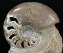 Polished Shloenbacchia Ammonite With Stone Base #35297-2